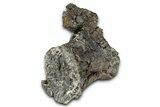 Fossil Sauropod Dinosaur Caudal Vertebra - Wyoming #377929-3